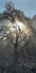 Winter,Trees,Sun,Landscape