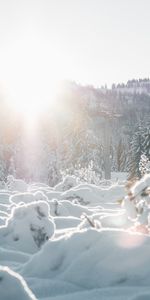 Winter,Trees,Sun,Landscape,Nature,Snow