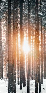 Winter,Trees,Sun,Snow,Nature,Forest