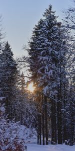 Arbres,Forêt,Neige,Hiver,Nature,Coucher De Soleil