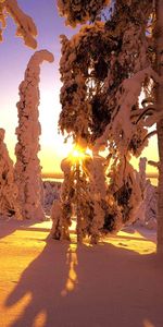 Winter,Trees,Sunset,Snow,Landscape