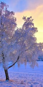 Winter,Trees,Sunset,Snow,Landscape