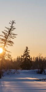 Winter,Trees,Sunset,Snow,Nature