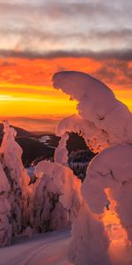 Naturaleza,Árboles,Puesta Del Sol,Nieve,Nevado,Cubierto De Nieve,Invierno,Paisaje