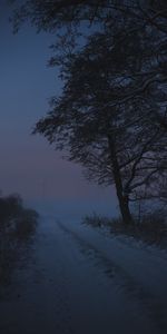 Winter,Trees,Twilight,Road,Dusk,Nature,Snow