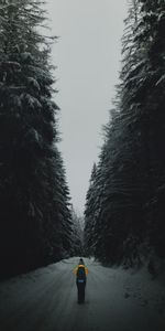 Winter,Twilight,Snow,Silhouette,Road,Forest,Dusk,Nature