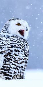 Winter,White Owl,Polar Owl,Snow,Bird,Animals,Owl