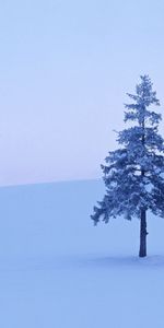 Winter,Wood,Tree,Field,Fir,Spruce,Frost,Hoarfrost,Nature,Snow