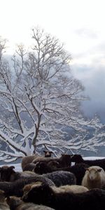 Bois,Arbre,Troupeau,Des Moutons,Mouton,Nature,Hiver