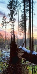 Solitude,Loup,Forêt,Animaux