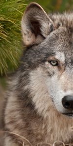 Loups,Animaux