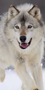 Loups,Animaux