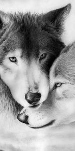 Wolfs,Pictures,Animals