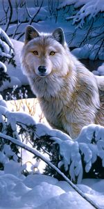 Wolfs,Pictures,Animals