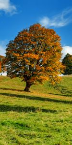 Wood,Forest,Tree,Idyll,Nature,Autumn