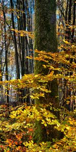 Nature,Bois,Forêt,Arbre,Feuillage,Automne