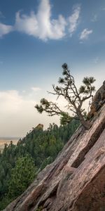 Naturaleza,Horizonte,Madera,Bosque,Cuesta,Pendiente,Árbol