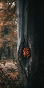 Wood,Forest,Tree,Trunk,Mashrooms,Nature