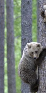 Bois,Forêt,Jeune,Paire,Arbre,Montée,Grimper,Animaux,Coupler,Oursons,Bears