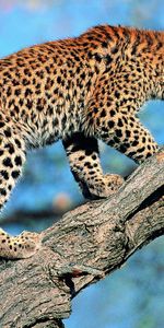 Wood,Leopard,Tree,Tail,Animals