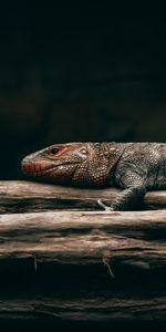 Wood,Lizard,Reptile,Scales,Animals,Tree,Brown,Scale