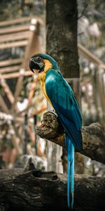 Wood,Multicolored,Motley,Tree,Macaw,Animals,Birds,Parrots