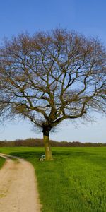 Wood,Road,Tree,Field,Nature,Bench,Spring