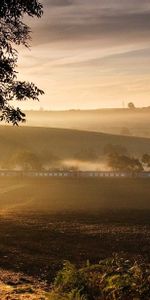 Bois,Nature,Route,Arbre,Brouillard,Matin,Un Train,Train