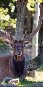 Wood,To Lie Down,Lie,Tree,Deer,Horns,Animals,Nature