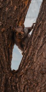 Animales,Madera,Marrón,Animal,Ardilla,Árbol