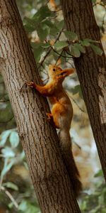 Animales,Madera,Árbol,Marrón,Ardilla,Animal