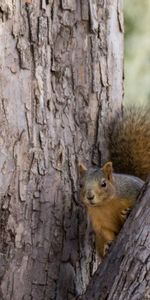 Wood,Tree,Animal,Look Out,Animals,Squirrel,Peek Out