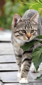 Wood,Tree,Animals,Leaves,Kitty,Kitten,Wings,Cat