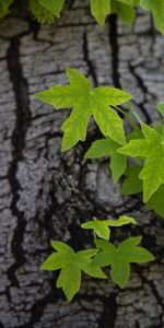 Wood,Tree,Bark,Nature,Leaves