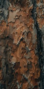 Wood,Tree,Bark,Texture,Surface,Textures