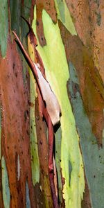 Aboyer,Bois,Arbre,Texture,Textures,Écorce,Eucalyptus