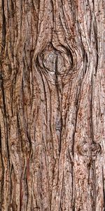 Wood,Tree,Bark,Wooden,Texture,Textures