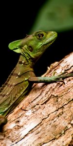 Wood,Tree,Basilisk,Lizard,Reptile,Animals,Wildlife