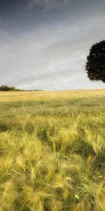 Wood,Tree,Blur,Smooth,Ears,Spikes,Nature,Field