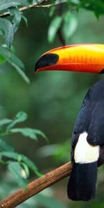 Wood,Tree,Branch,Animals,Bird,Beak,Toucan