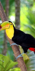 Wood,Tree,Branch,Animals,Bird,Toucan