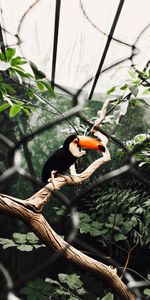 Wood,Tree,Branch,Animals,Bird,Toucan