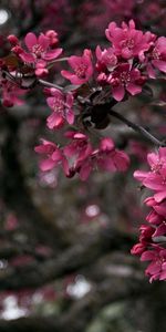 Wood,Tree,Branch,Nature,Flowers