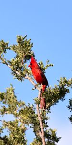 Animales,Madera,Rama,Cardenal Rojo,Pájaro,Árbol