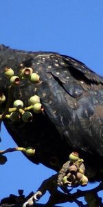 Bois,Le Bec,Bec,Arbre,Branches,Animaux,Oiseau,Le Noir,Perroquets