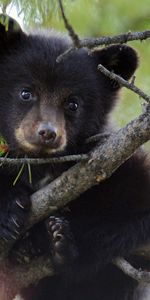 Arbre,Épicéa,Sapin,Bois,Jeune,Joey,Animaux,Branches,Ours