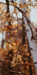 Wood,Tree,Branches,Birch,Nature,Leaves