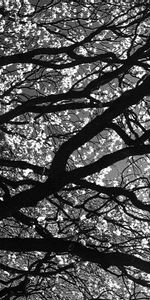 Wood,Tree,Branches,Branch,Nature,Black And White