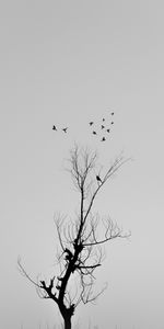 Bois,Arbre,Branches,Chb,P C,Oiseaux,Minimalisme