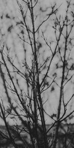 Wood,Tree,Branches,Bw,Chb,Nature